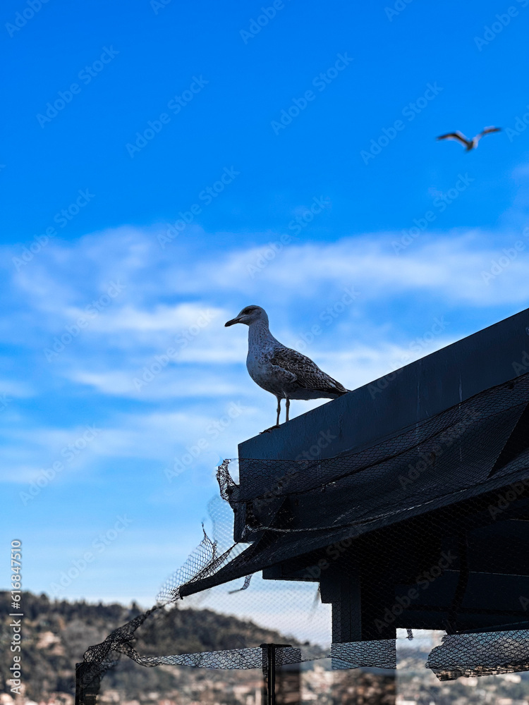 seagull on the roof with a sunny day seagull on the roof with a sunny day