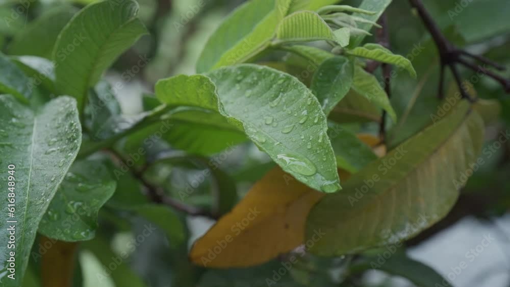 Close-up of leaves with raindrops. Raining on foliage. Plants. Dew. Greenery. Close-up of leaves with raindrops. Raining on foliage. Plants. Dew. Greenery.