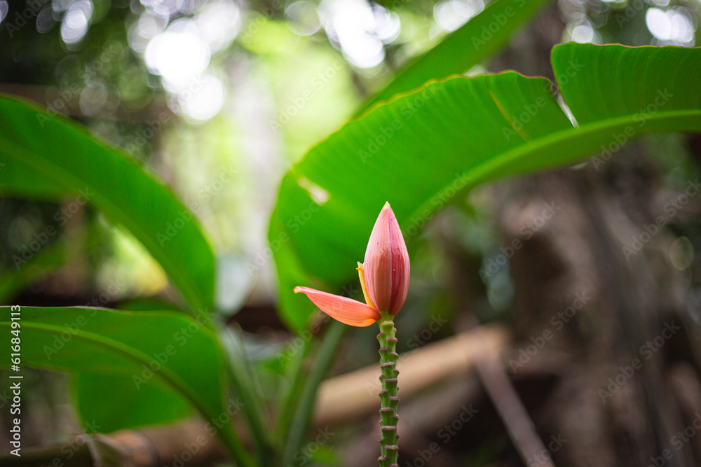 Banana flower blooming on the tree in the botanical garden