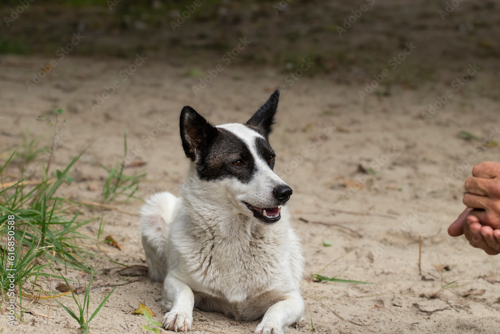 Feeding a stray dog.A volunteer feeds a hungry stray dog on the street.Survival of stray animals.Helping homeless animals. Feeding a stray dog.A volunteer feeds a hungry stray dog on the street.Survival of stray animals.Helping homeless animals.
