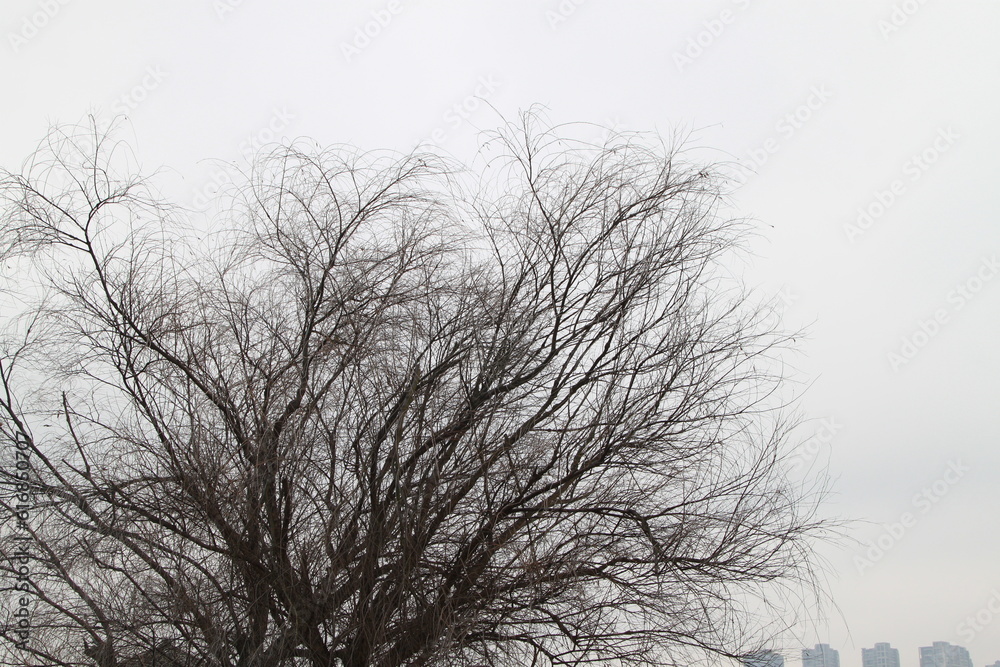 Trees in winter have no leaves.