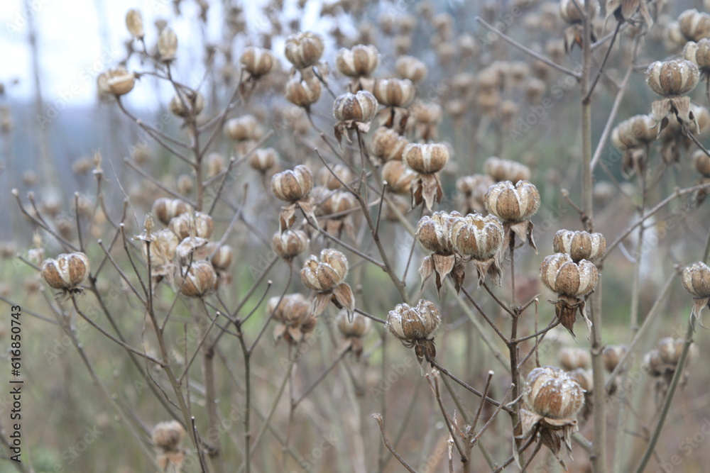 The wild flowers and stems of winter have dried up. The wild flowers and stems of winter have dried up.