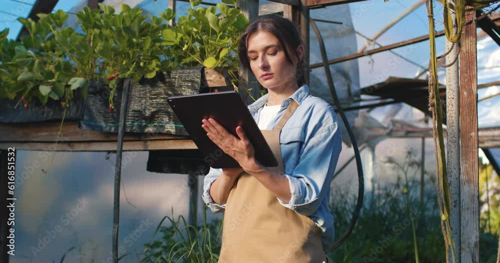 Female farmer in apron checking quality of strawberry harvest. Young gardener using digital tablet in fruit garden at greenhouse. Business argiculture technology concept. Female farmer in apron checking quality of strawberry harvest. Young gardener using digital tablet in fruit garden at greenhouse. Business argiculture technology concept.