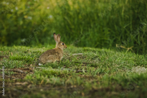 Rabbit hiding in the grass © Capturedbykeeleigh