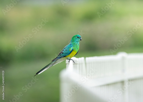 Red Rumped Parrot sitting on a fence