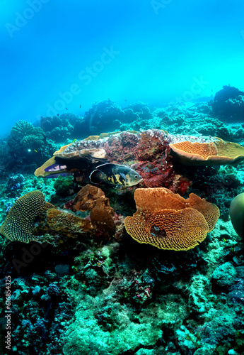 Underwater Marine Scene. Majestic Tiger Oscar Fish Amidst Vibrant Coral Reef Ecosystem.