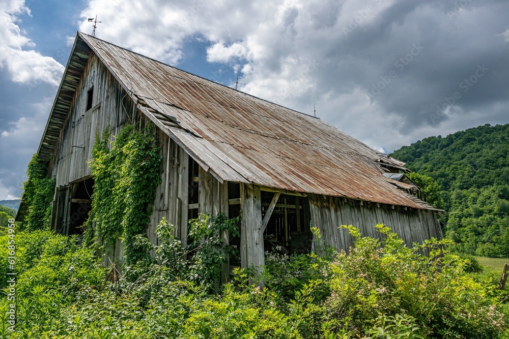 Obraz premium mongonhala