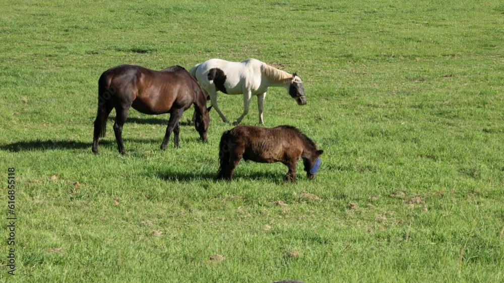 Horses Wearing Fly Masks Grazing on Green Grass Horses Wearing Fly Masks Grazing on Green Grass