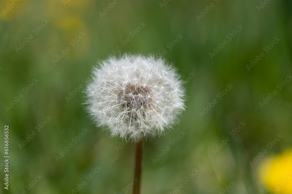 Dandelion puff ball in the sun Dandelion puff ball in the sun
