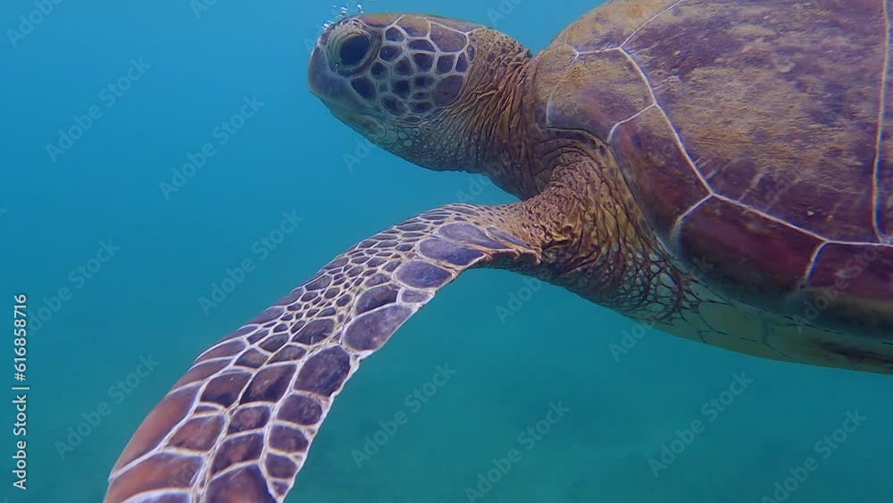 Quick over under: Closeup of swimming sea turtle taking breath of air