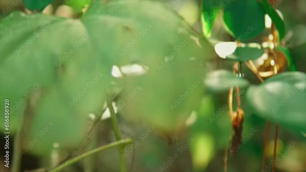 forest leaves, ground, twigs branches, moving tilt panoramic view in bushes, blurry bright bokeh flairs in this fresh green vivid colorful slider dolly shot, cinematic movement, garden, botanical. forest leaves, ground, twigs branches, moving tilt panoramic view in bushes, blurry bright bokeh flairs in this fresh green vivid colorful slider dolly shot, cinematic movement, garden, botanical.