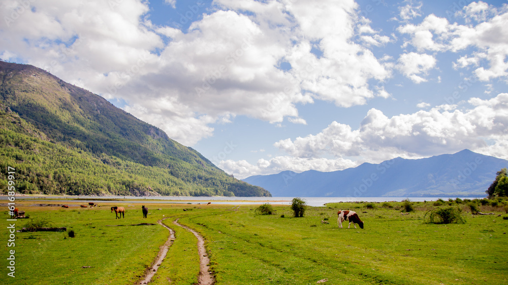 paisaje andino de lago con montañas ganado y caballos libres con camino demarcado