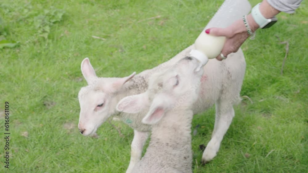 Handheld zoom in to lamb being fed, while another lamb looks envious, on a farm, near Conwy, Wales, UK