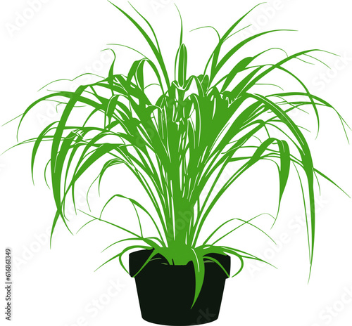 Plant Chlorophytum comosum in pot
