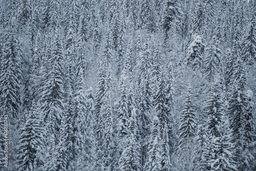 cold winter forest in siberia