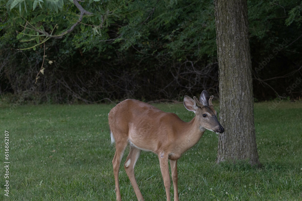 Deer at Jefferson barracks in south county mo bucks and does Deer at Jefferson barracks in south county mo bucks and does
