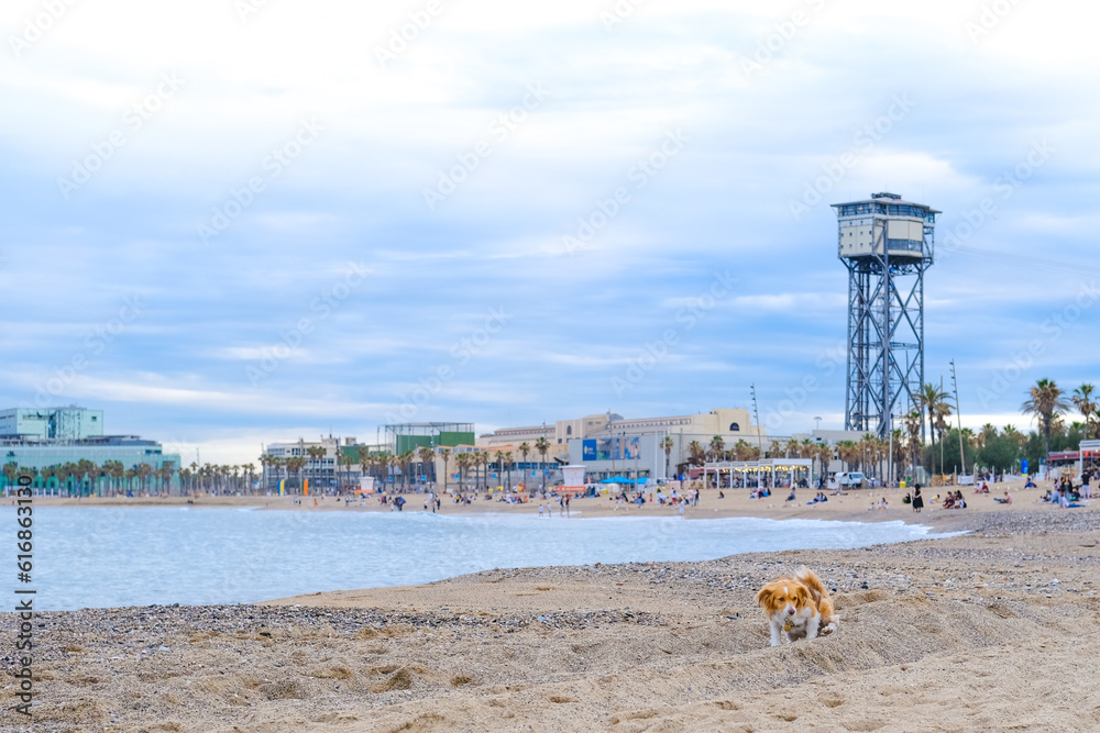 Fototapeta premium San Miguel beach in Barcelona overlooking the promenade with many people. Time after sunset. Water and sky are blue, a red-white dog sits on the shore on the sand. City beach
