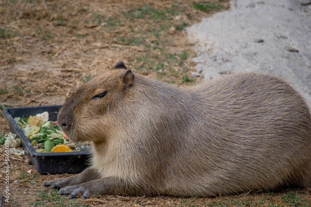 Capybara sleeping peacefully alongside its food. Capybara sleeping peacefully alongside its food.
