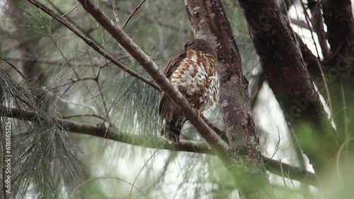 In this set of video owls, the artist intends to convey the point of view. posture Scratching and cute behavior of owls Taken at Wanakorn Beach Hat Wanakorn National Park Prachuap Khiri Khan Province photo