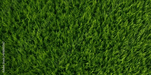 Wide format background image of green carpet of neatly trimmed grass. Beautiful grass texture on bright green mowed lawn, field, grassplot in nature