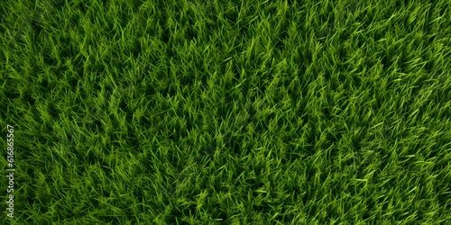 Wallpaper Mural Wide format background image of green carpet of neatly trimmed grass. Beautiful grass texture on bright green mowed lawn, field, grassplot in nature Torontodigital.ca