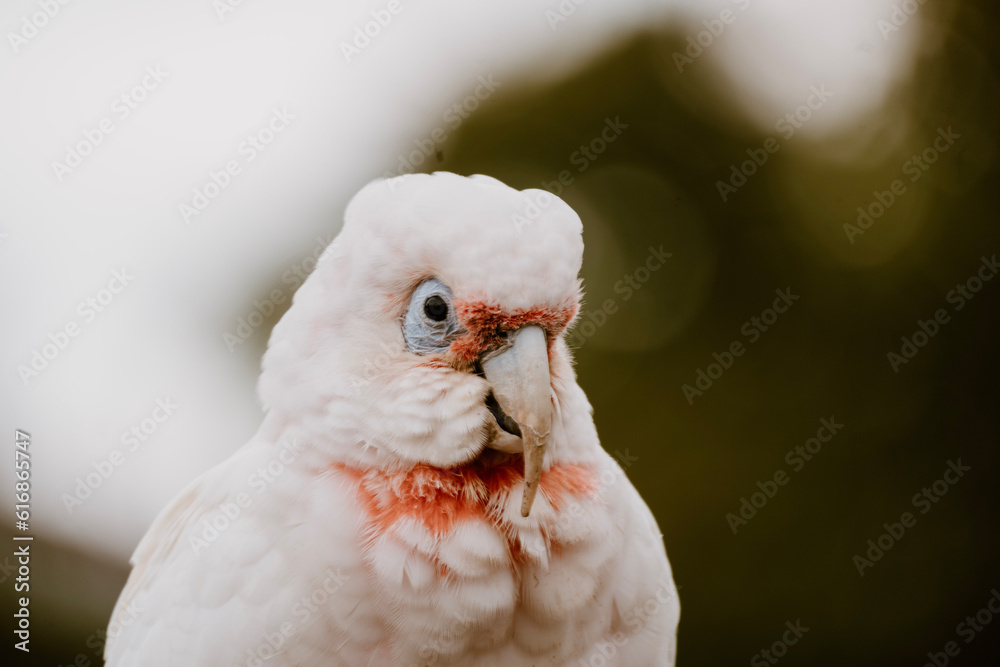 portrait of a dove