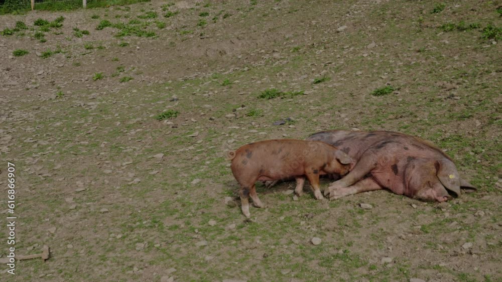 A wide shot of piglet sucking voraciously from teat while mother pig lies on rocky yard, on a farm, near Conwy, Wales, UK A wide shot of piglet sucking voraciously from teat while mother pig lies on rocky yard, on a farm, near Conwy, Wales, UK
