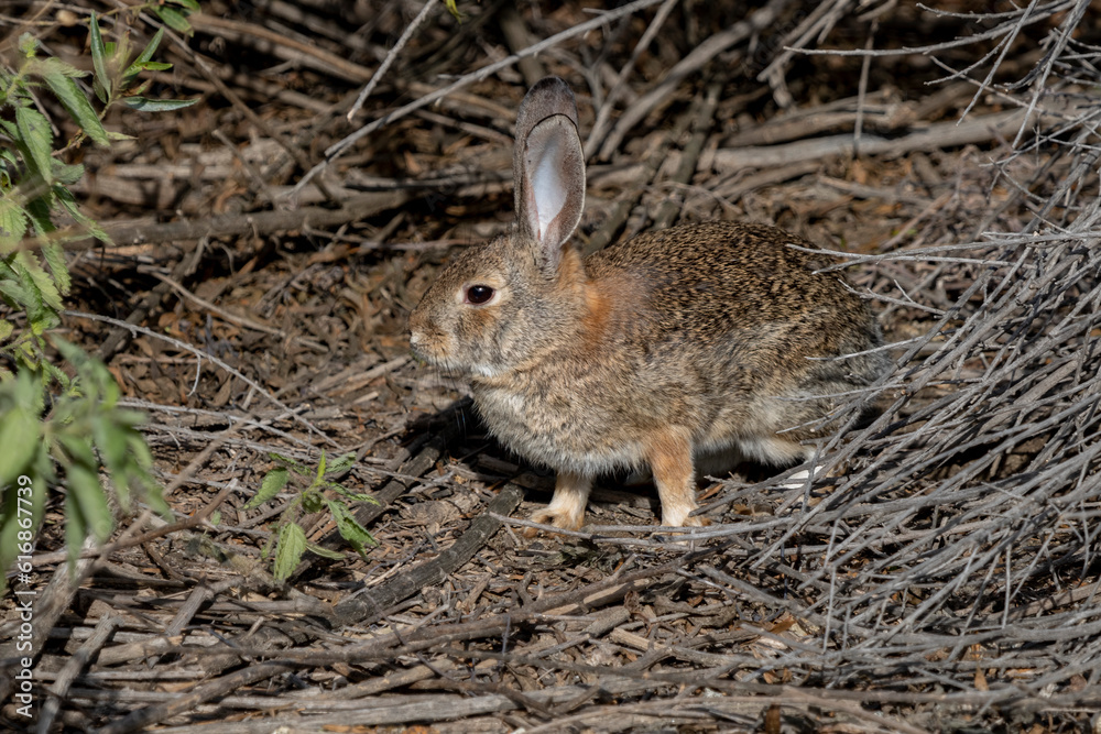 Cottontail in the brush. Desert Cottontail (Sylvilagus audubonii) are a common Lagomorph species on the Southwestern United States. Their large ears help support thermoregulation, keeping them cool Cottontail in the brush. Desert Cottontail (Sylvilagus audubonii) are a common Lagomorph species on the Southwestern United States. Their large ears help support thermoregulation, keeping them cool