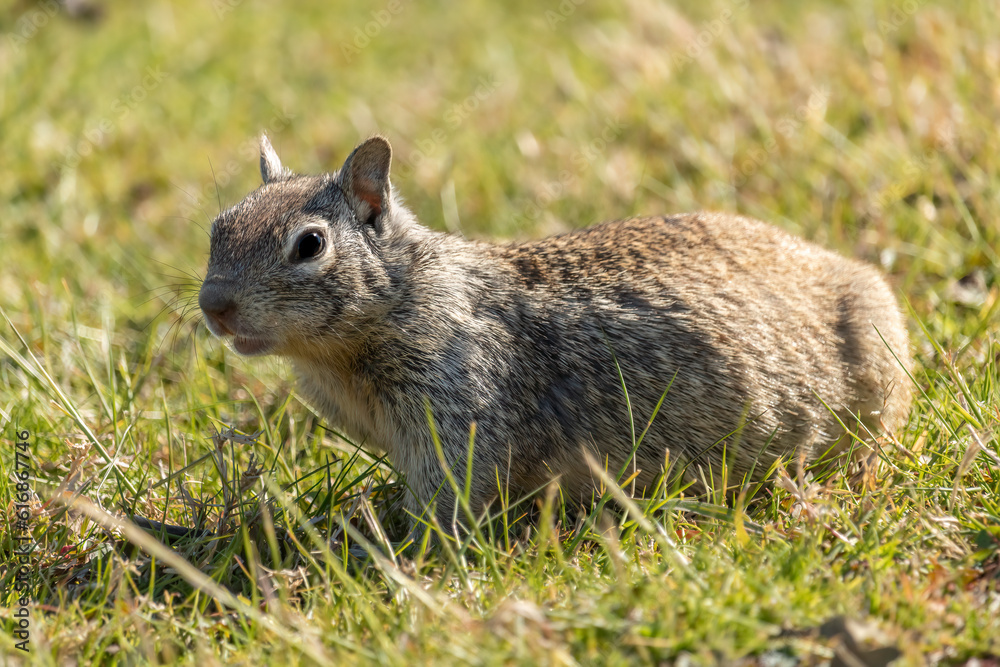 A Grassy Field and a California Ground Squirrel (Otospermophilus beecheyi). Early morning rodent out foraging for seeds and insects before the hot California rises high and the temperature soars A Grassy Field and a California Ground Squirrel (Otospermophilus beecheyi). Early morning rodent out foraging for seeds and insects before the hot California rises high and the temperature soars