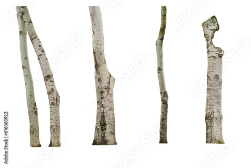 Birch tree trunk Collection on White background.