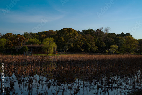 服部緑地山ヶ池、早朝の風景