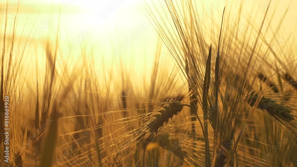 Barley sunset played with sunlight. Barley field blowing in the wind at sunset or sunrise. Sunset on the barley field. Ecological disaster of drought Barley sunset played with sunlight. Barley field blowing in the wind at sunset or sunrise. Sunset on the barley field. Ecological disaster of drought