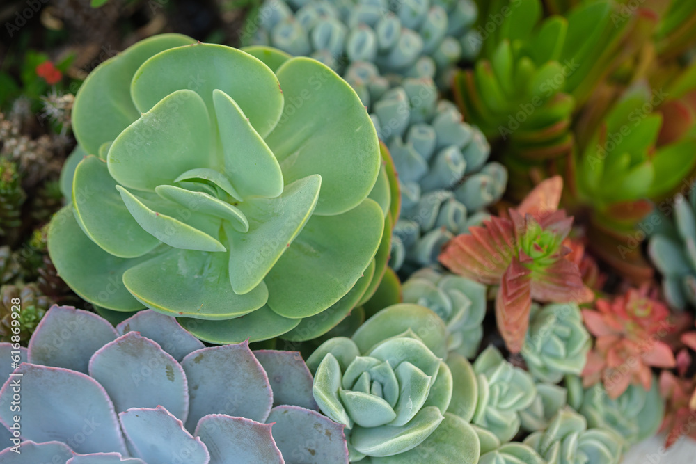 Close up of cactus succulent plants Close up of cactus succulent plants