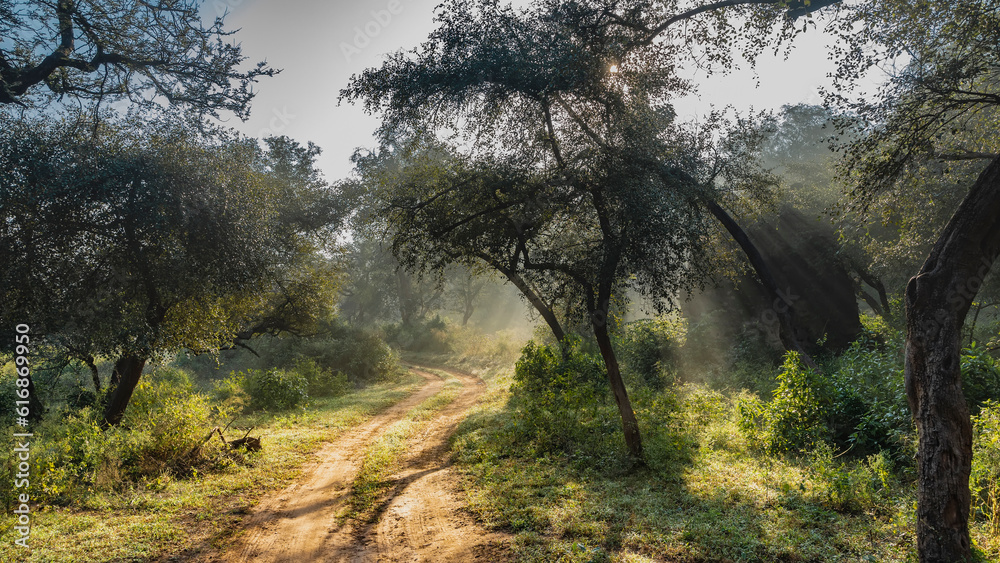 A dirt safari road winds through the jungle. Green grass on the roadsides. Trees against the blue sky. The rays of the morning sun break through the fog. India. Sariska National Park. A dirt safari road winds through the jungle. Green grass on the roadsides. Trees against the blue sky. The rays of the morning sun break through the fog. India. Sariska National Park.