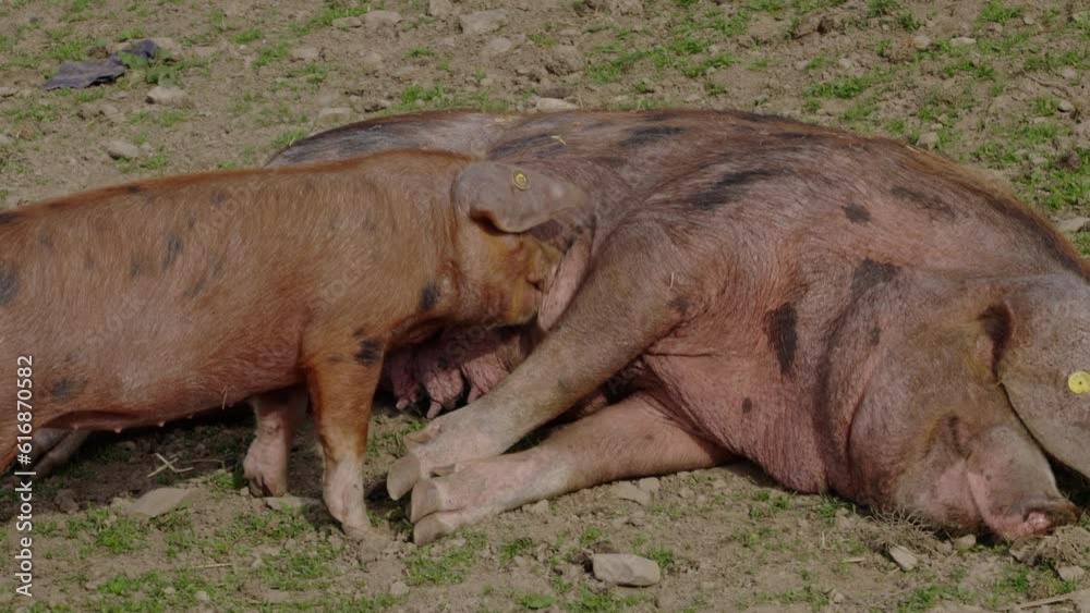 Piglet sucks voraciously from teat while mother pig lies on rocky yard, on a farm, near Conwy, Wales, UK Piglet sucks voraciously from teat while mother pig lies on rocky yard, on a farm, near Conwy, Wales, UK