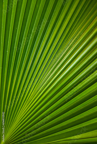 palm leaf texture natural tropical green leaf close up