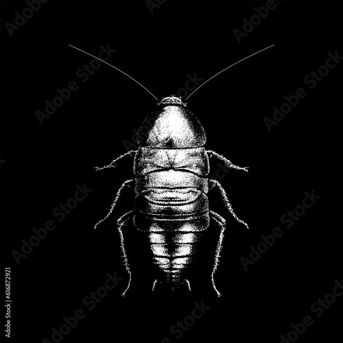 Florida Woods Cockroach hand drawing vector isolated on black background.