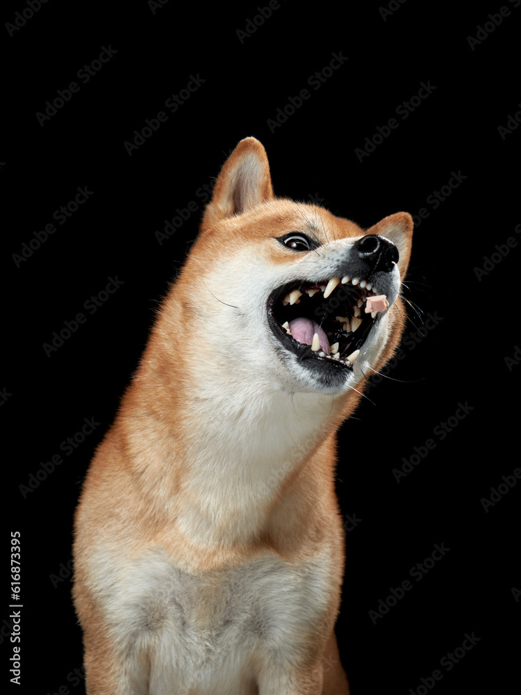 funny dog snarls on a black background. Shiba Inu is worth a muzzle in studio. pet shows teeth 