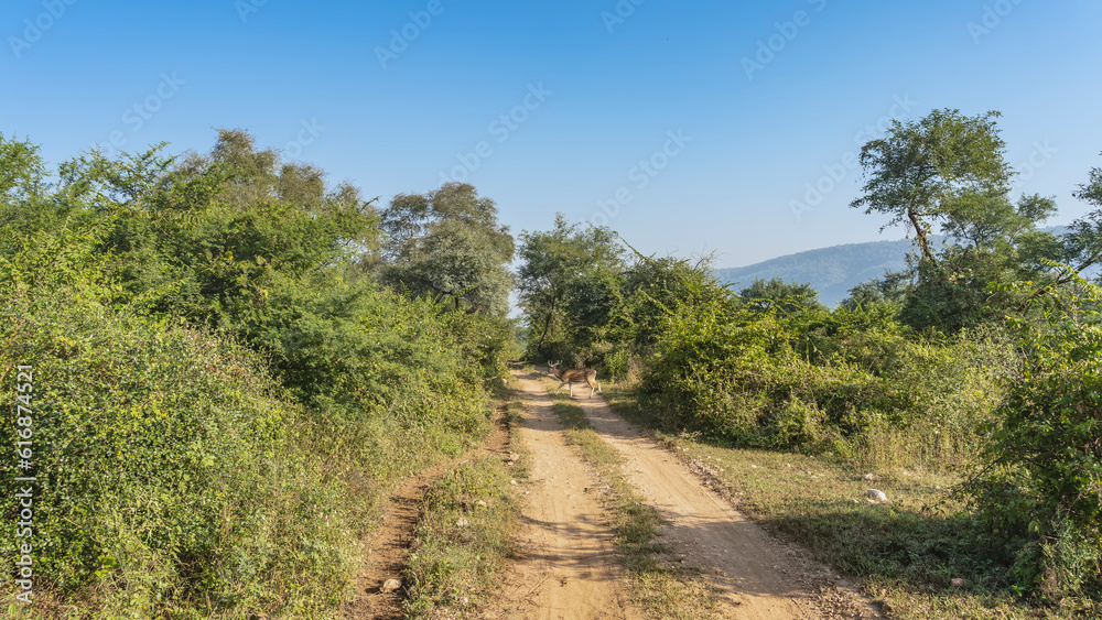 A direct road for safari in the jungle. Spotted Indian deer axis crosses the trail. There are lush green trees and bushes on the roadsides. A mountain against a blue sky. India. Sariska National Park.