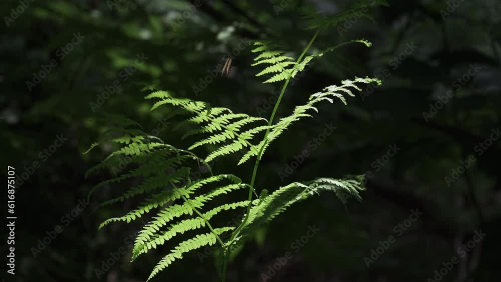 Evening light illuminates a lush green Common Fern plant in a dark forest, Worcestershire, England. Evening light illuminates a lush green Common Fern plant in a dark forest, Worcestershire, England.