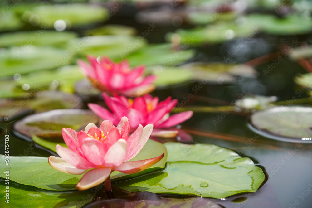 水性植物公園水の森の睡蓮 水性植物公園水の森の睡蓮