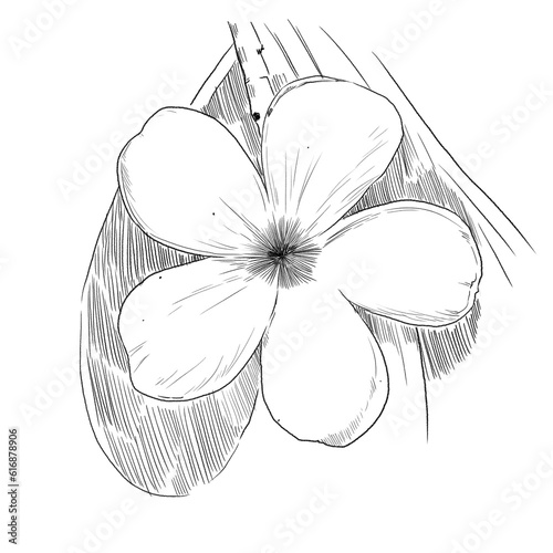 hand drawn flower