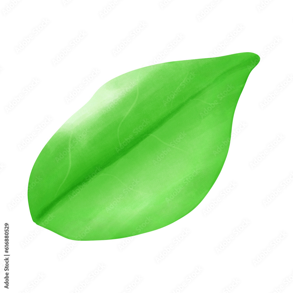 Fototapeta premium Leaf