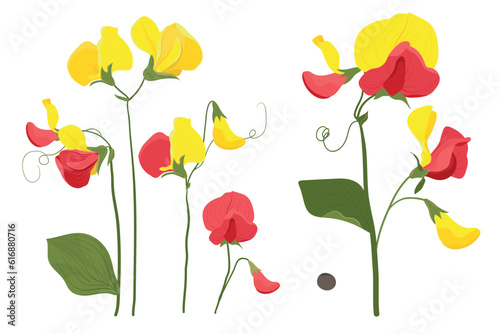 Vector pattern with sweet pea flowers. Set of red and yellow summer flowers and green foliage on a white background.