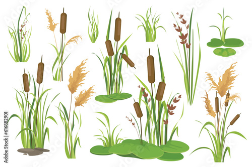 Canvas Print Bulrush and water plants objects mega set in graphic flat design