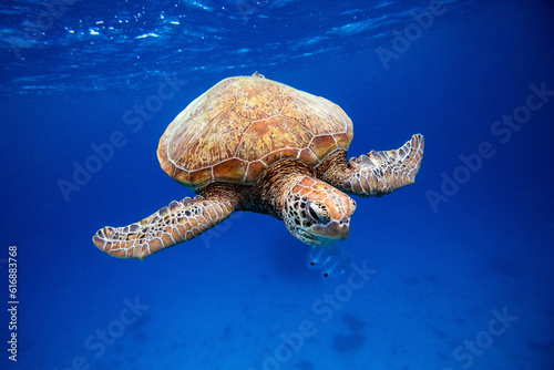 Green sea turtle eating jellyfish in blue ocean water