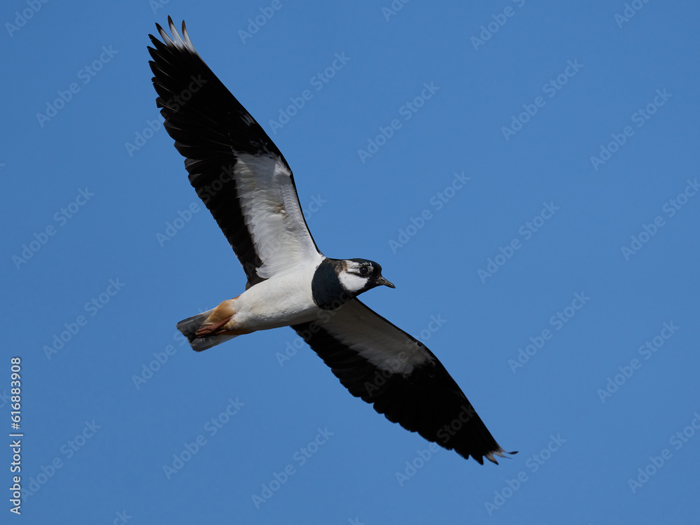 Northern lapwing (Vanellus vanellus) Northern lapwing (Vanellus vanellus)