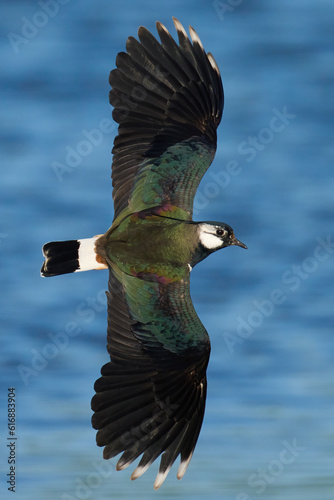 Northern lapwing (Vanellus vanellus) photo