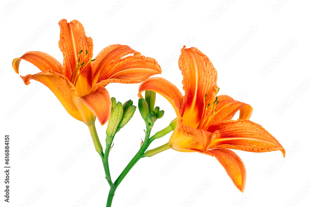 Obraz premium Orange lilies on a white background. Fresh natural flowers close-up.