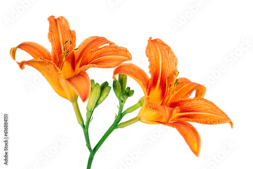 Orange lilies on a white background. Fresh natural flowers close-up.